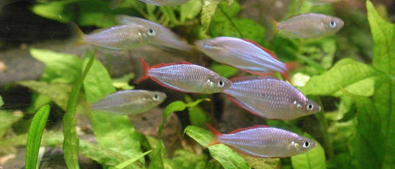 La superficie del agua de un acuario con ondas y un brote verde asomando